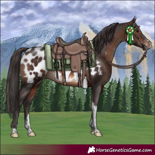 Horse Color:Brown Sabino Tobiano Near Leopard