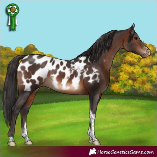 Horse Color:Brown Sabino Tobiano Appaloosa 