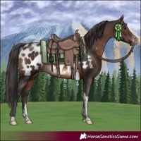 Horse Color:Brown Sabino Tobiano Near Leopard 