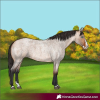 Horse Color:Bay Roan Dun Splash