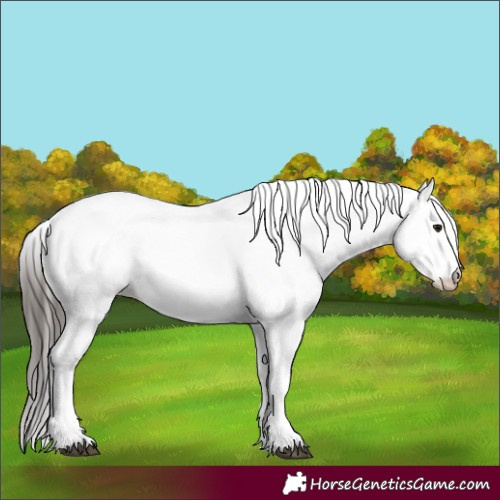 Horse Color:White Spotted Bay Roan 