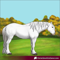 Horse Color:White Spotted Bay Roan 