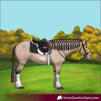 Horse Color:Bay Roan Dun Splash Frame 