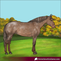 Horse Color:Liver Red Dun Appaloosa 
