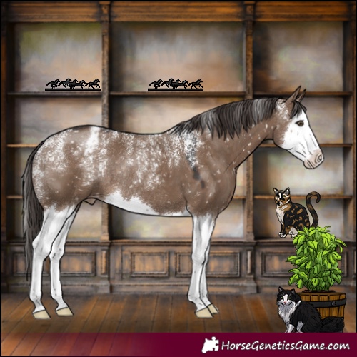Horse Color:Powder White Liver Red Dun Splash Appaloosa Rabicano 