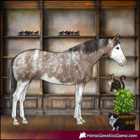 Horse Color:Powder White Liver Red Dun Splash Appaloosa Rabicano