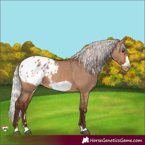 Horse Color:Silver Brown Dun Frame Appaloosa
