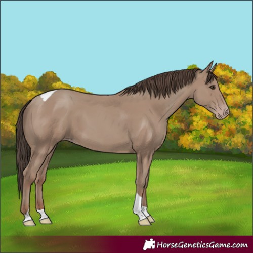Horse Color:Classic Champagne Tobiano 