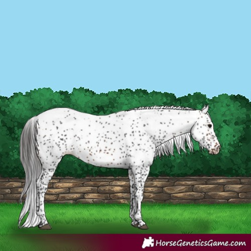 Horse Color:White Spotted Brown 