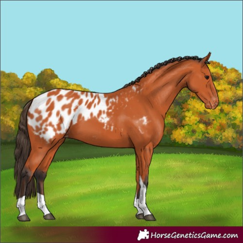 Horse Color:Unknown 
