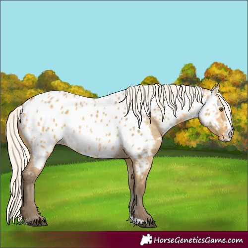 Horse Color:Silver Buckskin Dun Splash Near Leopard 