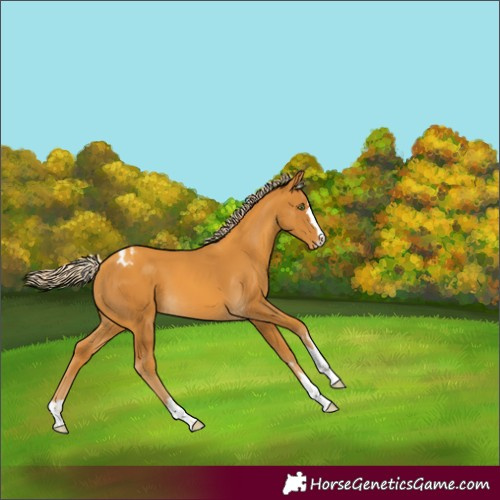 Horse Color:Gold Cream Champagne Appaloosa 