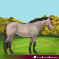 Horse Color:Bay Roan Dun Appaloosa 