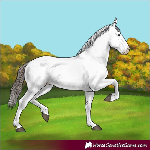 Horse Color:White Spotted Bay Appaloosa 
