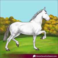 Horse Color:White Spotted Bay Varnish