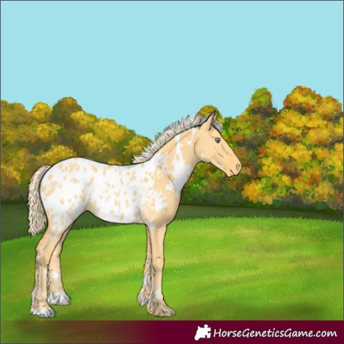 Horse Color:White Spotted Gold Cream Champagne Dun Appaloosa 