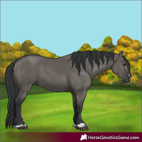 Horse Color:Grullo 