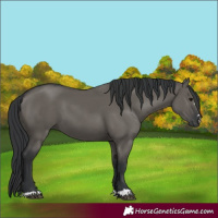 Horse Color:Grullo
