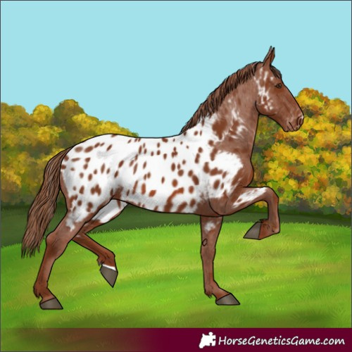 Horse Color:Chestnut Appaloosa 