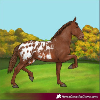 Horse Color:Chestnut Appaloosa 