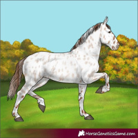 Horse Color:Red Dun Roan Leopard