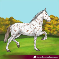 Horse Color:Chestnut Leopard 