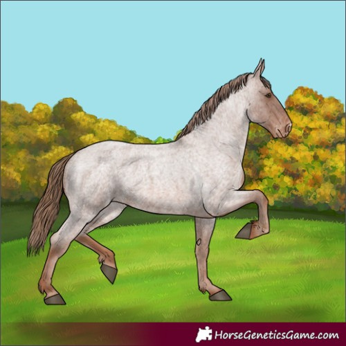 Horse Color:Red Roan Appaloosa 