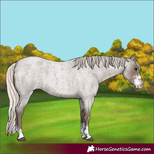 Horse Color:Silver Blue Roan Sabino 
