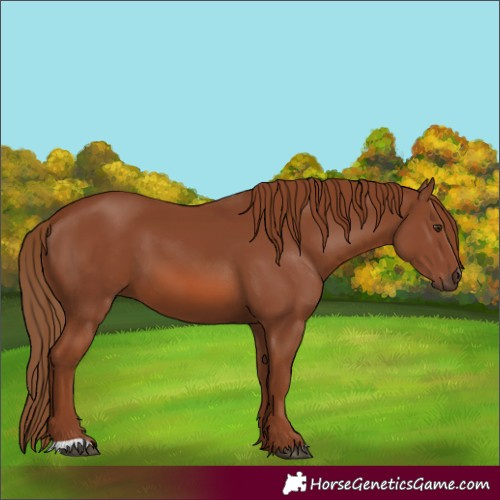 Horse Color:Chestnut 