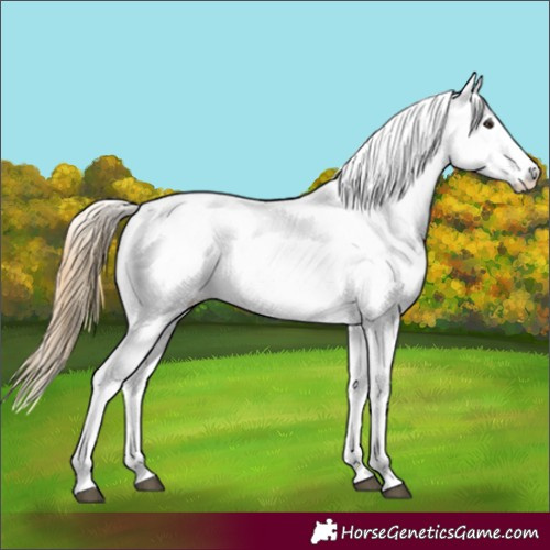 Horse Color:White Spotted Chestnut 