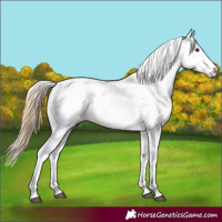 Horse Color:White Spotted Chestnut 