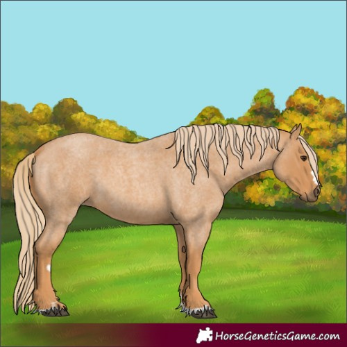 Horse Color:Red Roan 