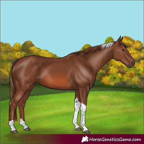 Horse Color:Chestnut Tobiano