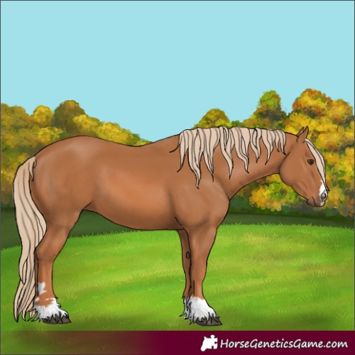 Horse Color:Chestnut 