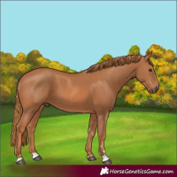 Horse Color:Chestnut 