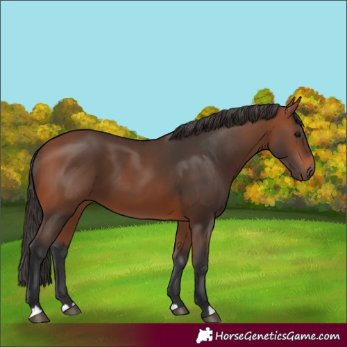 Horse Color:Bay 