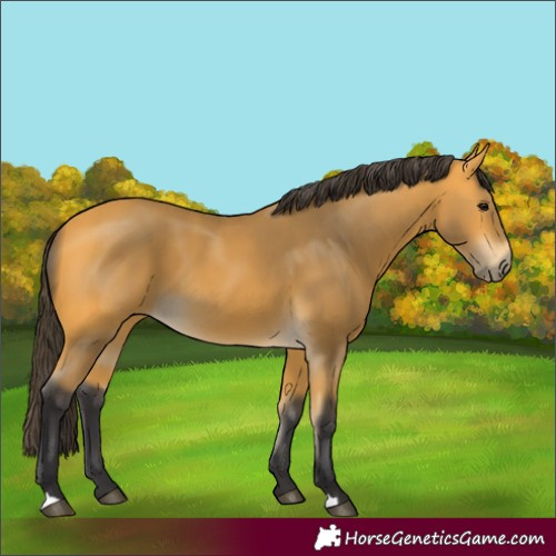 Horse Color:Buckskin 