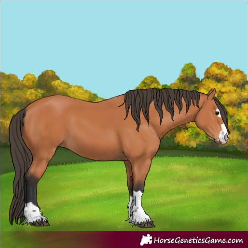 Horse Color:Bay 