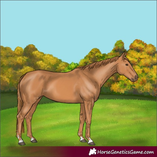 Horse Color:Chestnut 