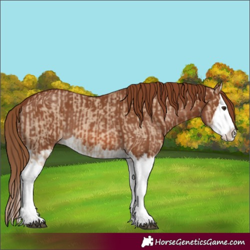Horse Color:Red Dun Splash and Chestnut Splash