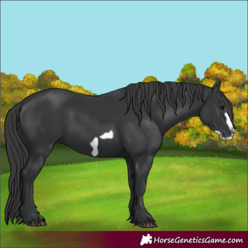 Horse Color:Black Frame 