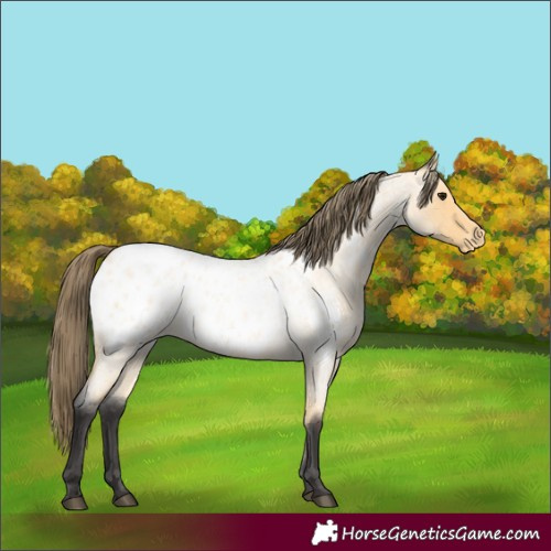 Horse Color:Buckskin Roan Appaloosa 