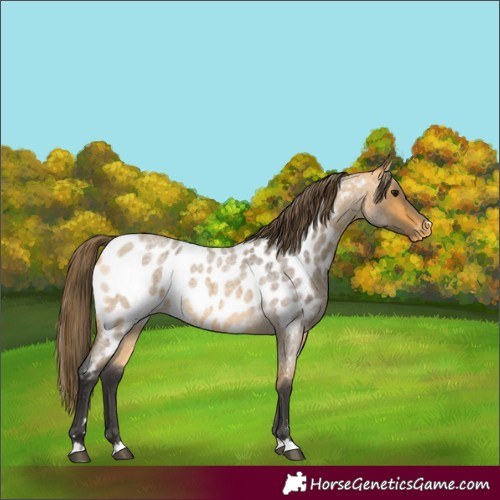Horse Color:Buckskin Roan Appaloosa 