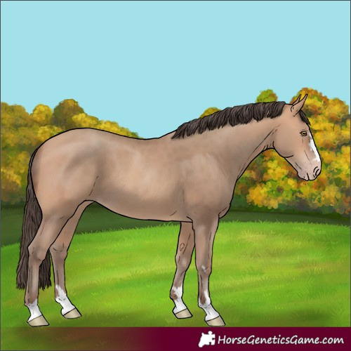 Horse Color:Amber Champagne 