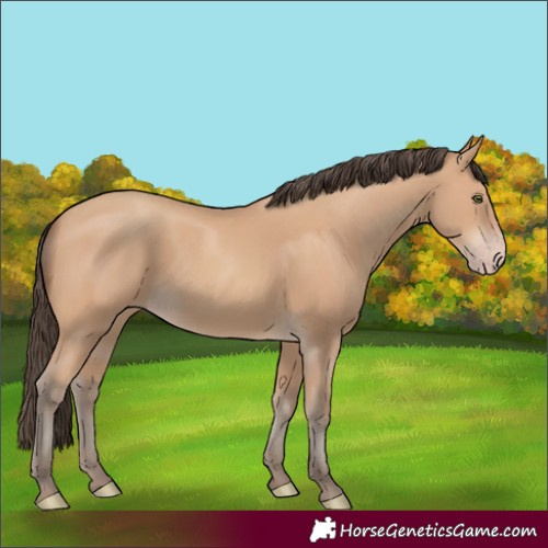 Horse Color:Amber Champagne 