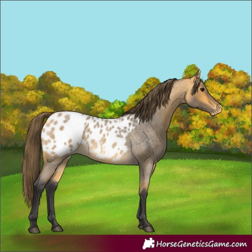Horse Color:Buckskin Roan Blanket 