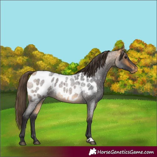 Horse Color:Buckskin Roan Appaloosa 