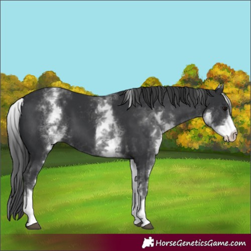 Horse Color:White Spotted Black 