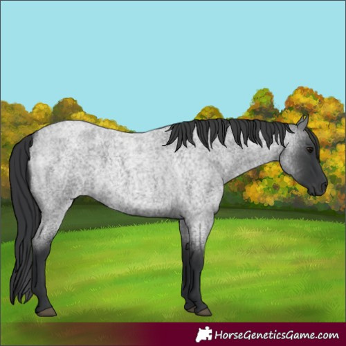 Horse Color:Blue Roan 