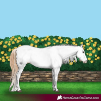 Horse Color:White Spotted Chestnut 